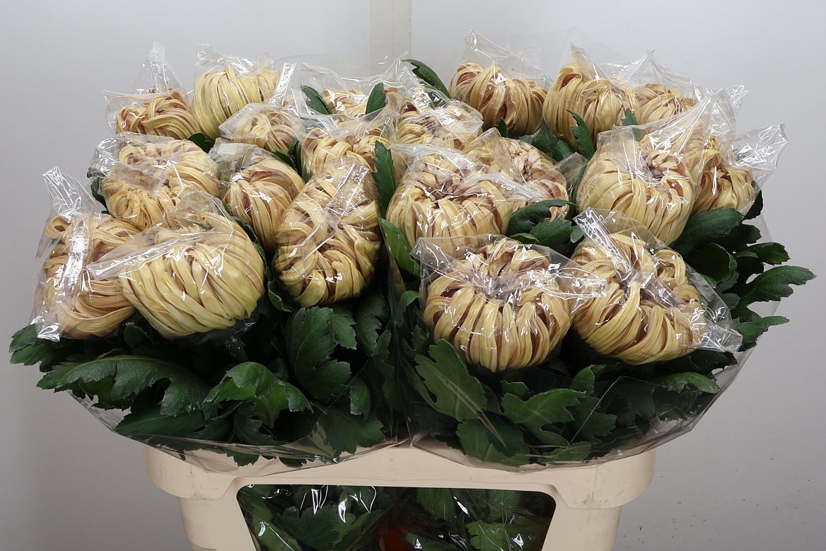 Chrysanth Single Vienna Copper 80cm 140gr.