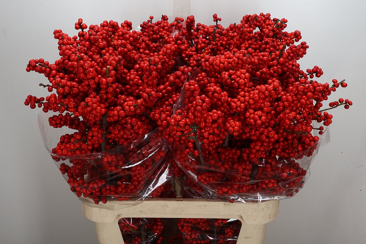 Ilex Magical Supreme Red 90cm