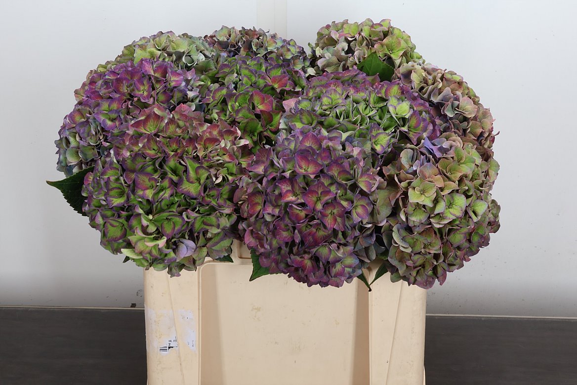 Hydrangea Rodeo Red Classic 50cm 16-18cm Hd