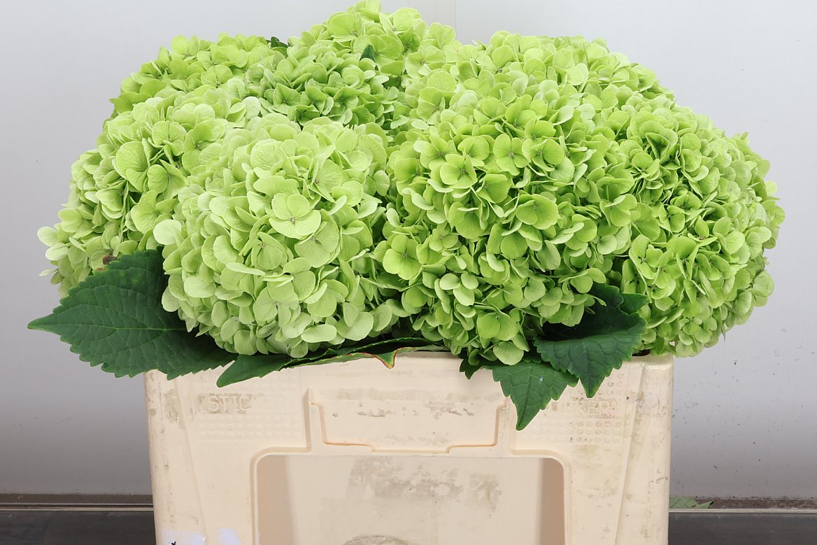 Hydrangea Cannonball Classic 50cm 18-20cm Hd
