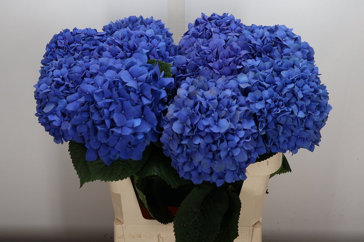 Hydrangea Pimpernel 80cm 18-20cm Hd