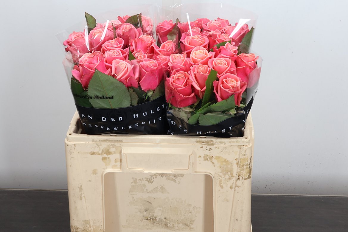 Rosa Adele 50cm