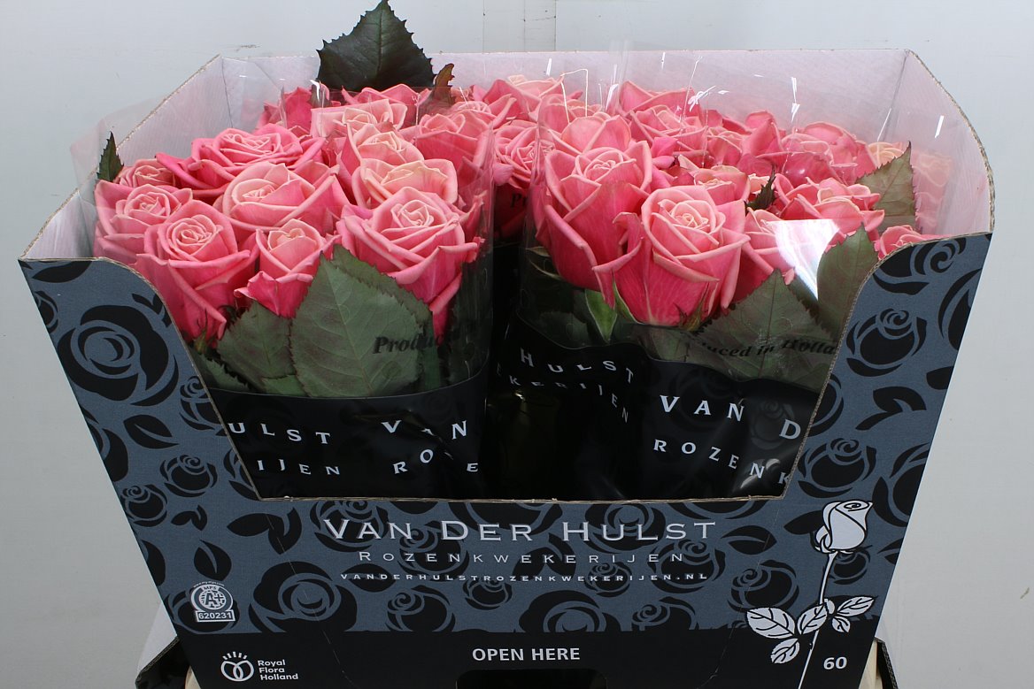 Rosa Adele 60cm