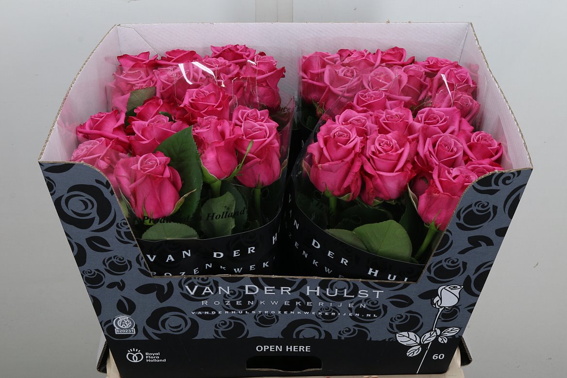 Rosa Kiss Me Kate 60cm