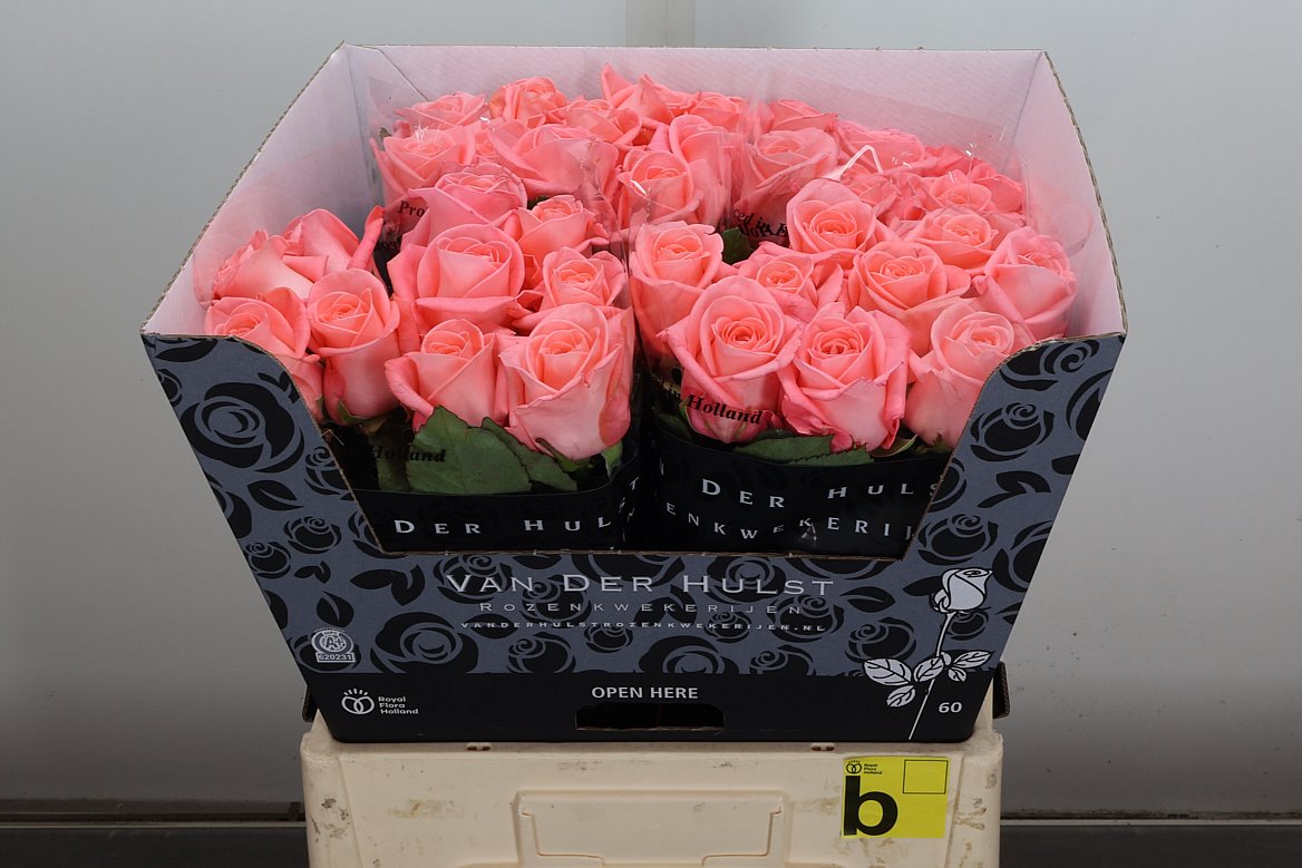 Rosa Liesbeth 60cm