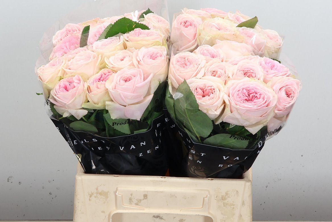 Rosa Ballerina Summerhouse 40cm
