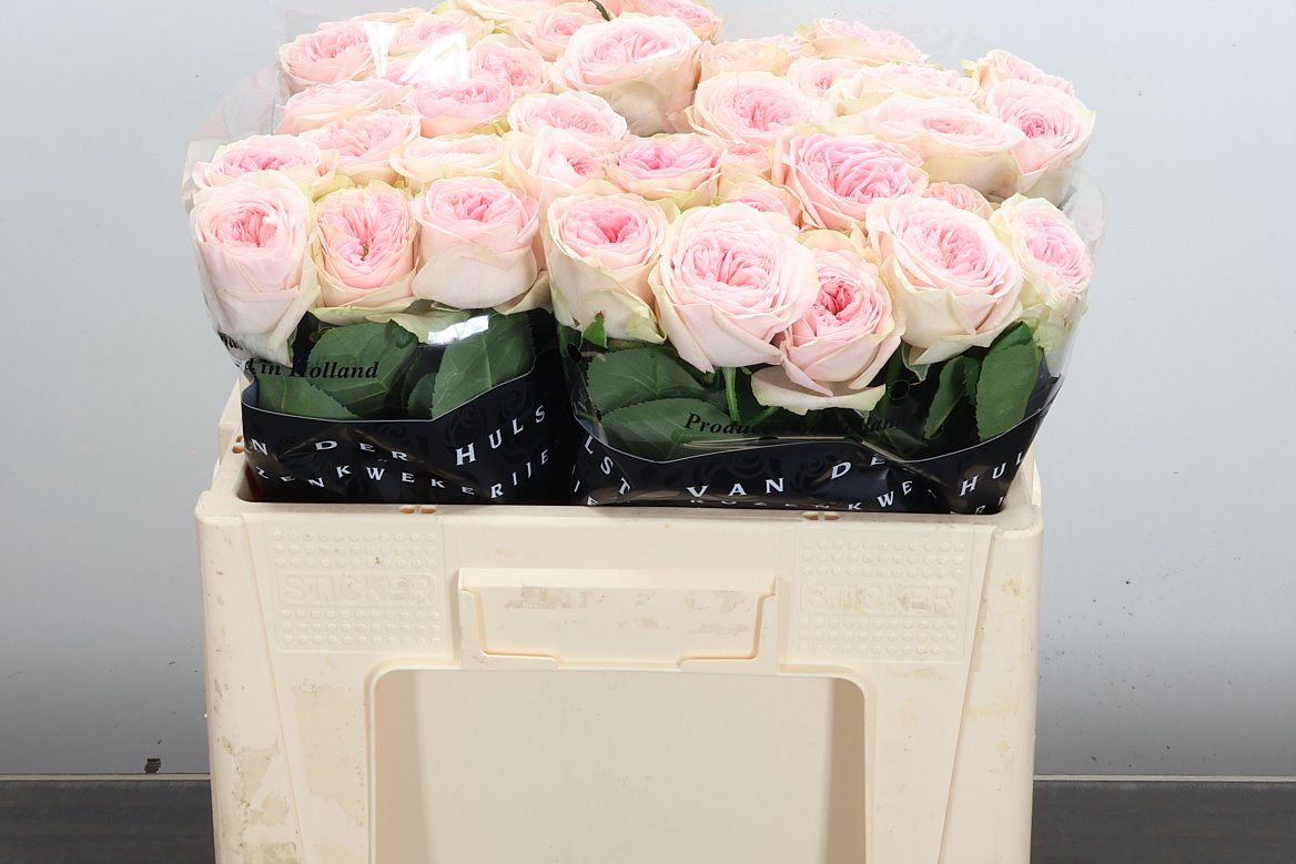 Rosa Ballerina Summerhouse 50cm