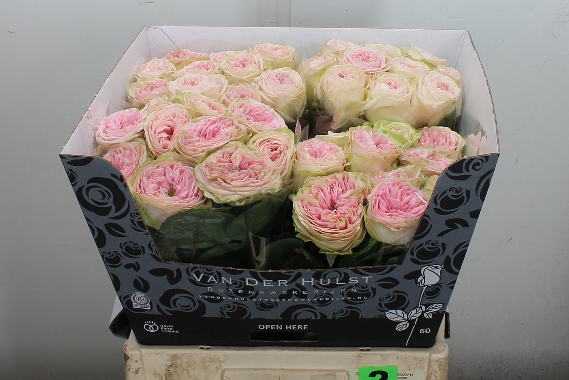 Rosa Ballerina Summerhouse 60cm