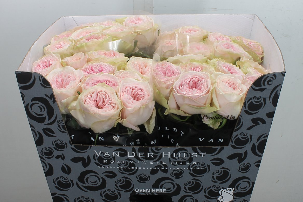 Rosa Ballerina Summerhouse 70cm