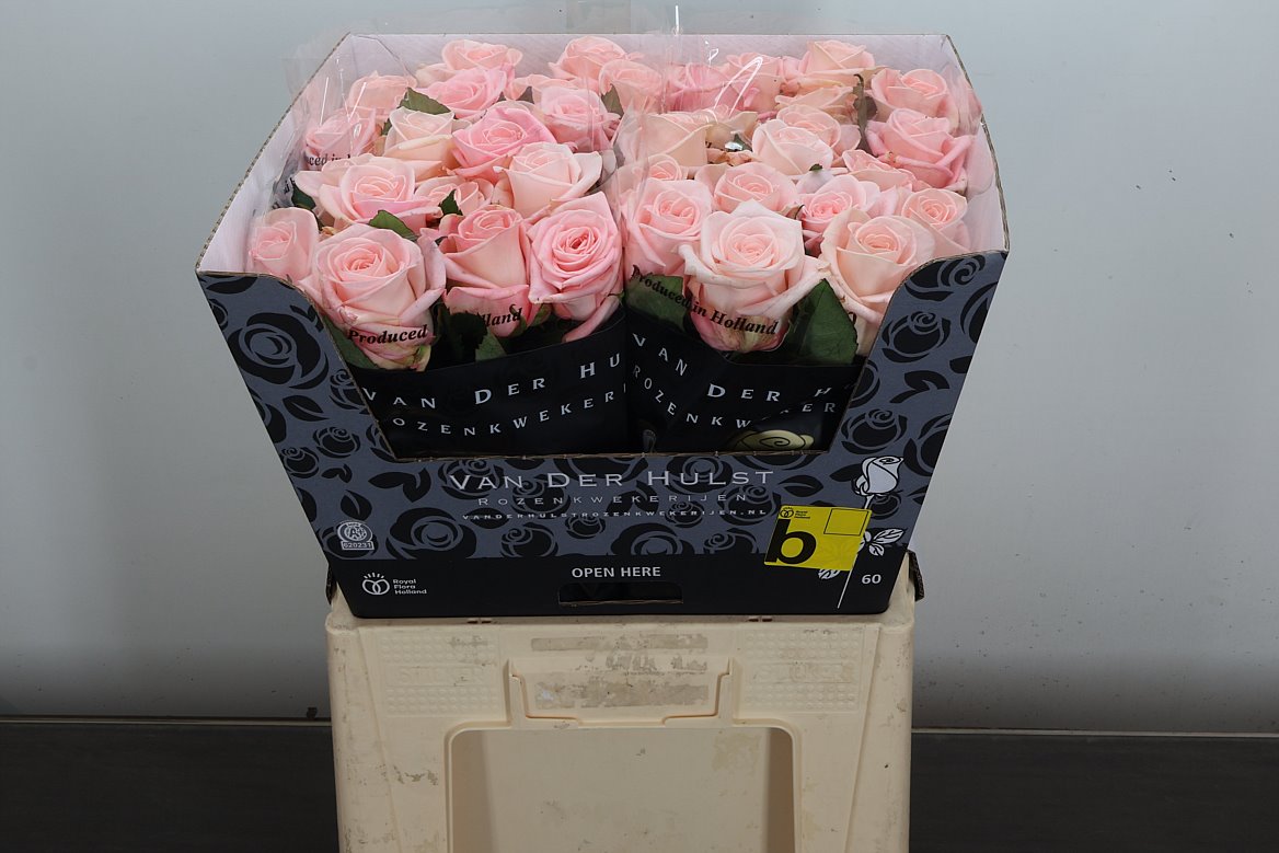 Rosa Big Baby 60cm