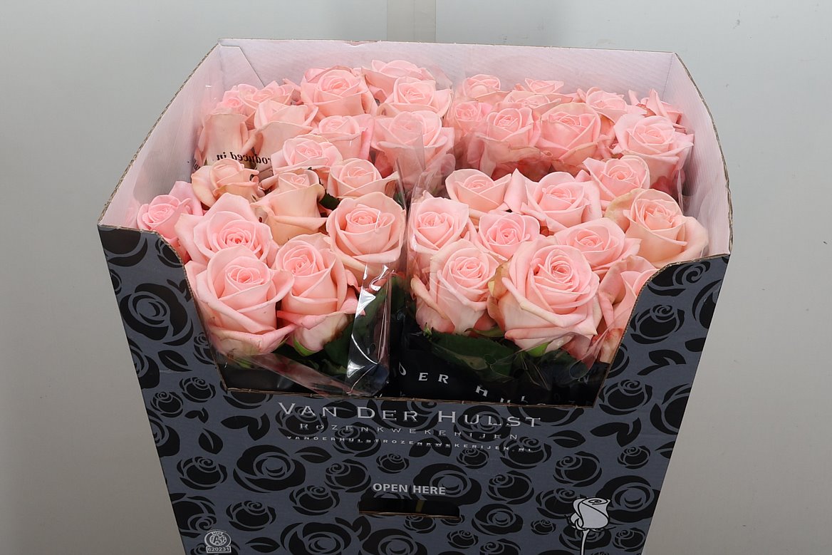 Rosa Big Baby 70cm