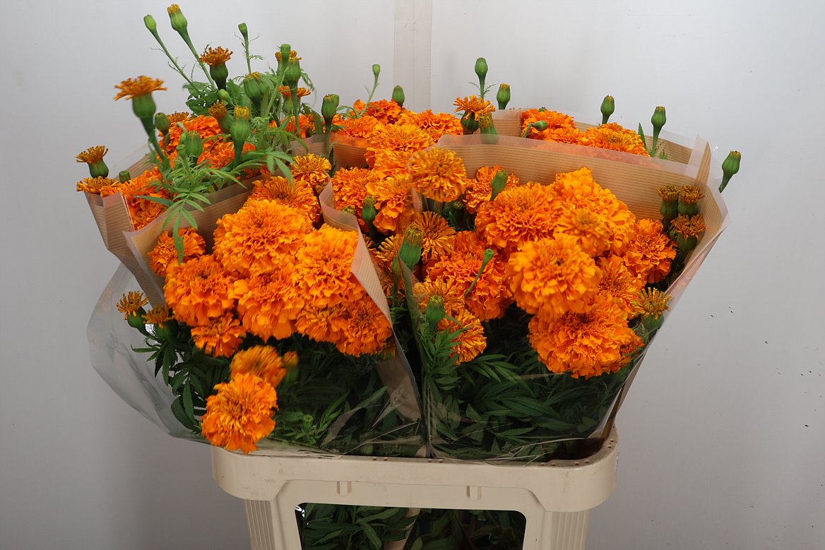 Tagetes Coco Deep Orange 80cm