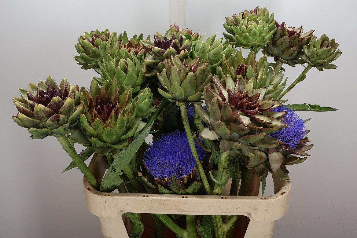 Cynara Green Globe 80cm
