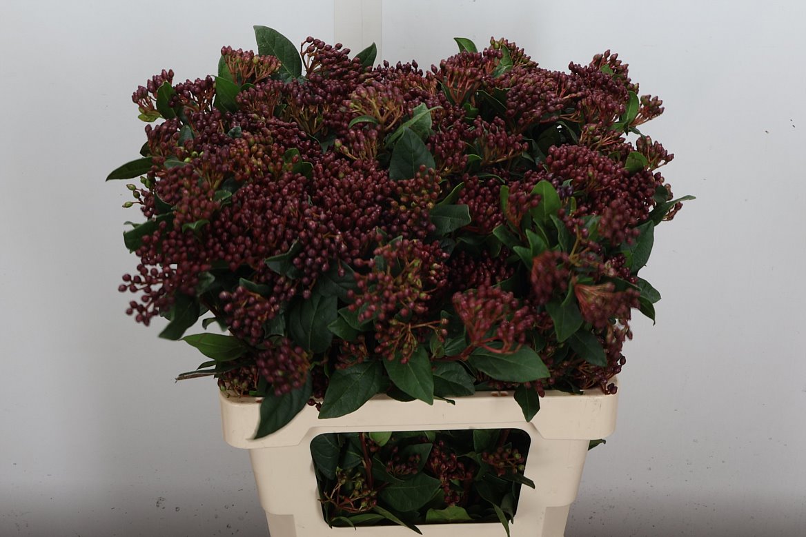 Viburnum Tinus Red Spirit 60cm