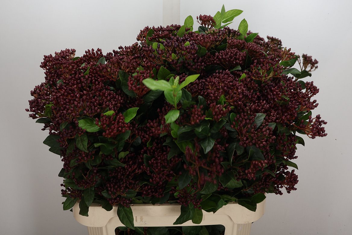 Viburnum Tinus Red Spirit 80cm