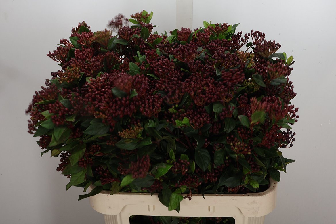 Viburnum Tinus Red Spirit 80cm