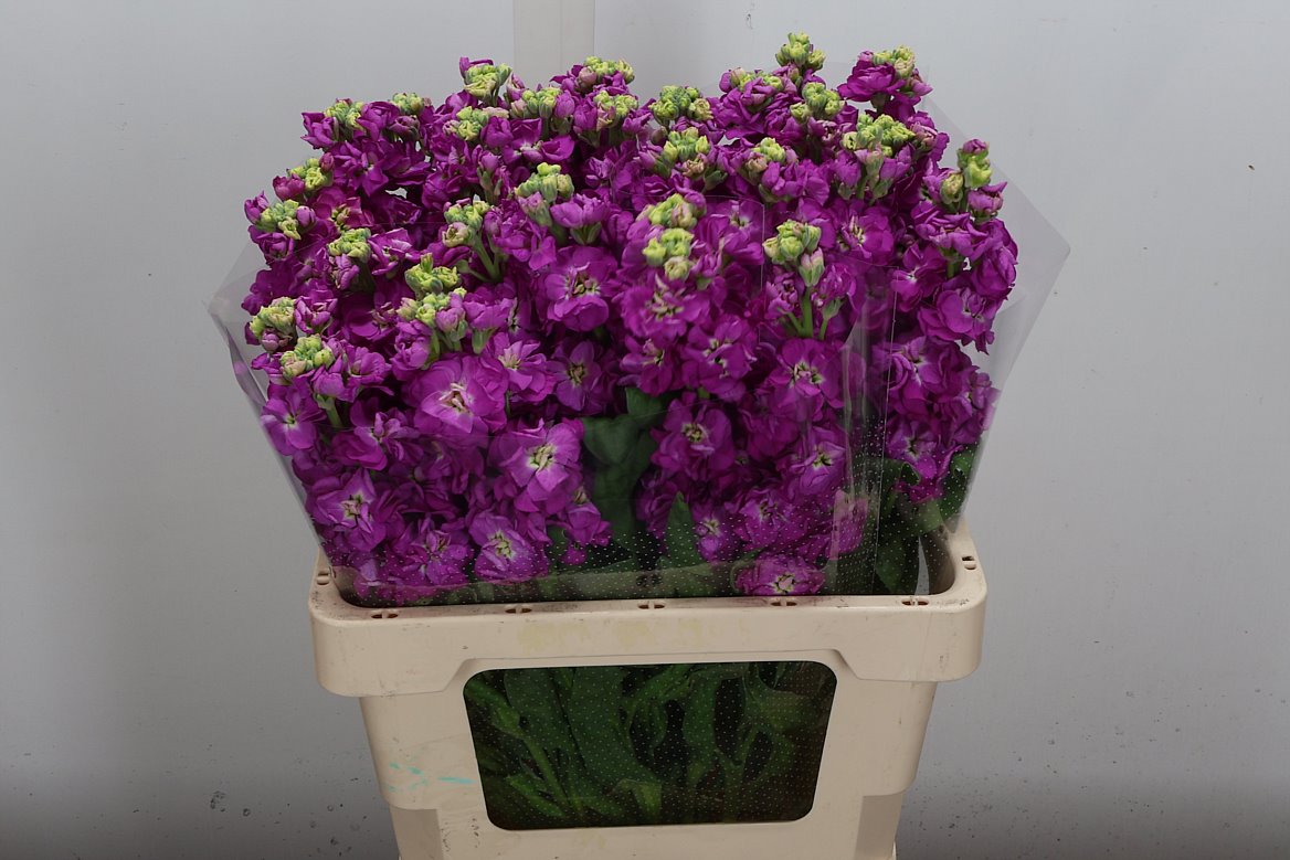 Matthiola StoX Deep Rose 60cm