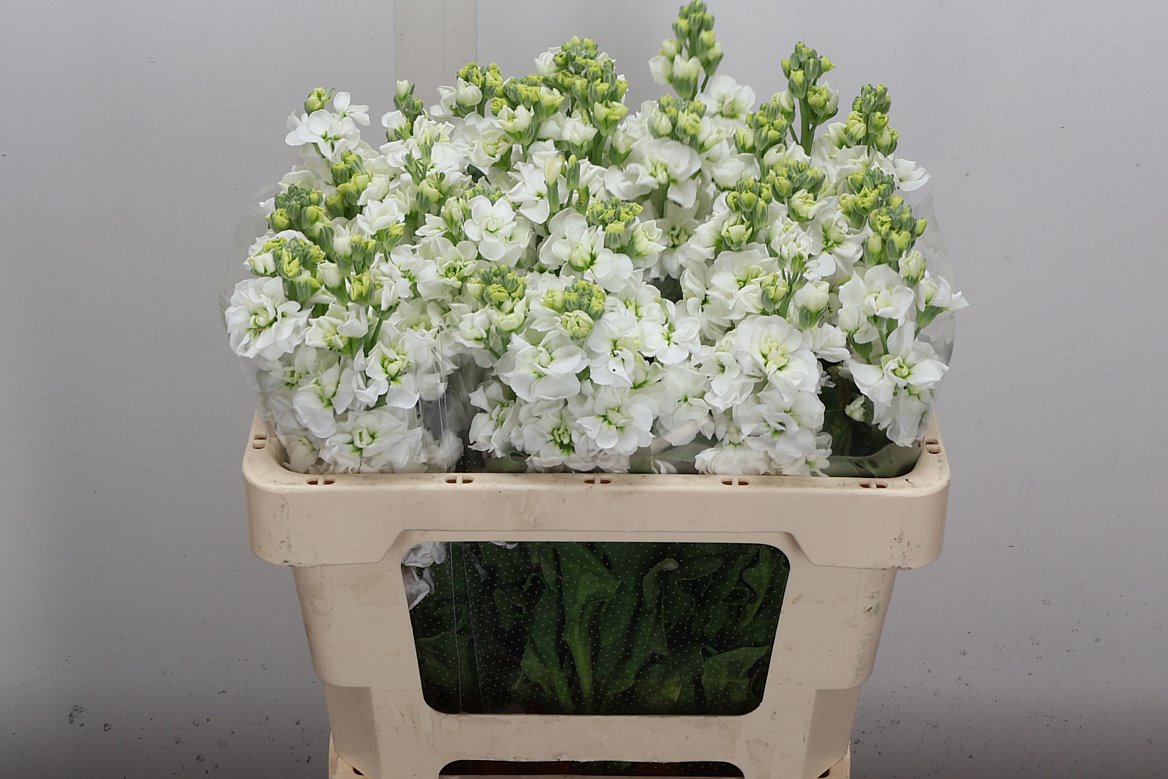 Matthiola StoX White 55cm