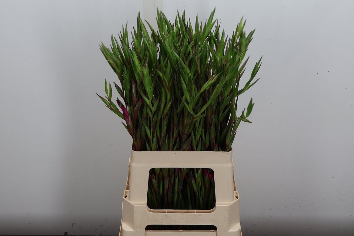 Gladiolus Summer Jewel 65cm 25gr.