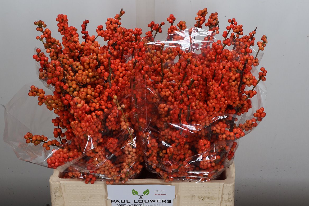 Ilex Verticillata Winter Gold 60cm