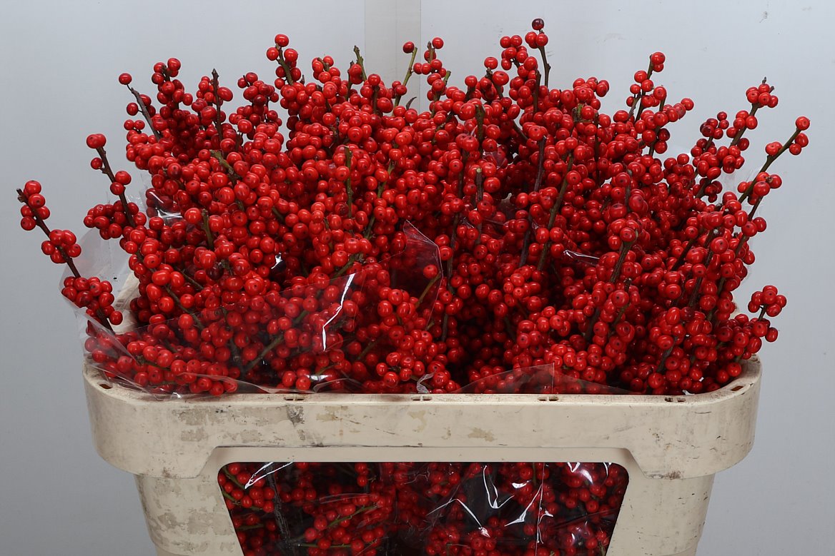 Ilex Magical Supreme Red 70cm
