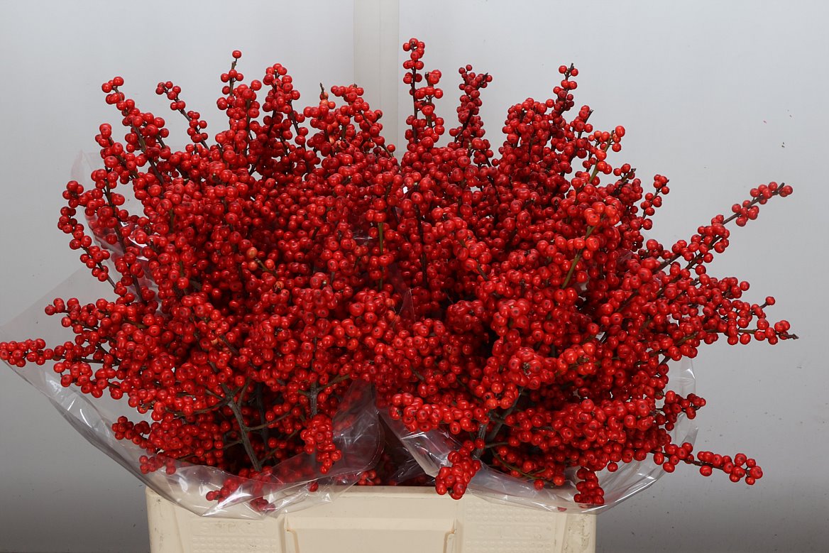 Ilex Verticillata 60cm