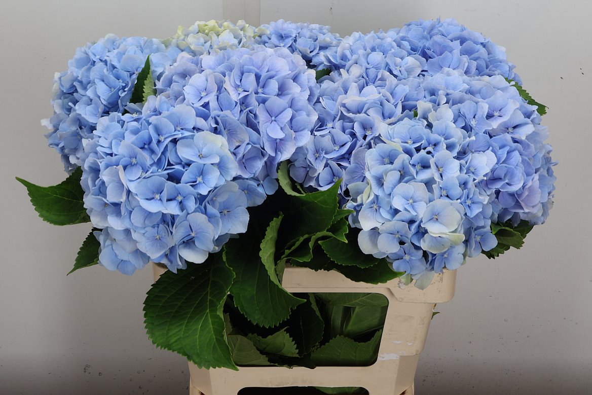 Hydrangea Verena Blue 60cm 18-20cm Hd