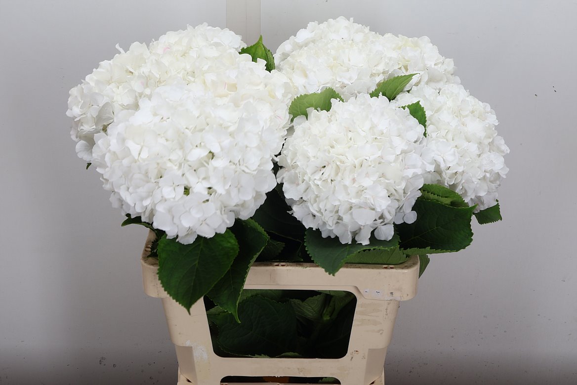 Hydrangea White Verena 60cm 13-15cm Hd