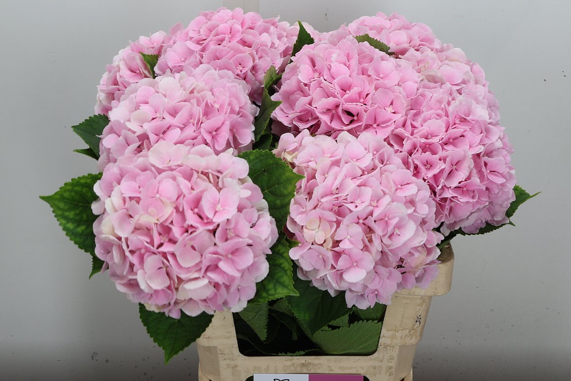 Hydrangea Verena 60cm 18-20cm Hd