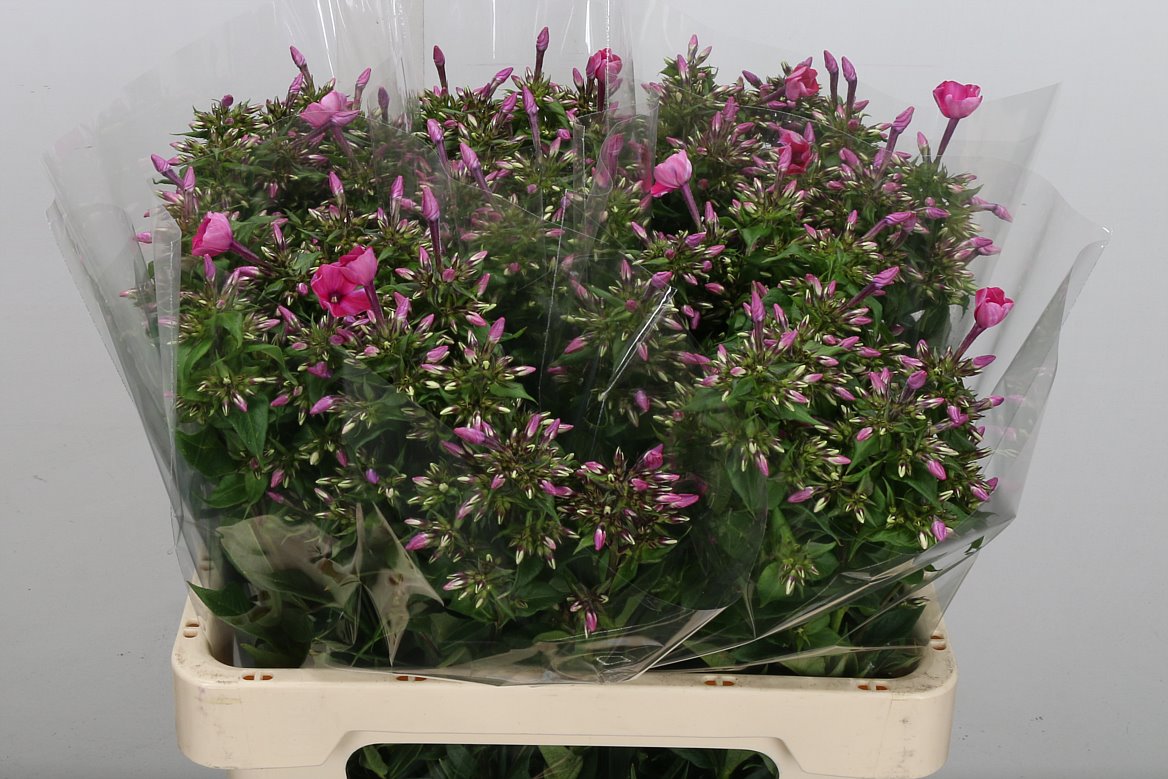 Phlox Tracy 60cm
