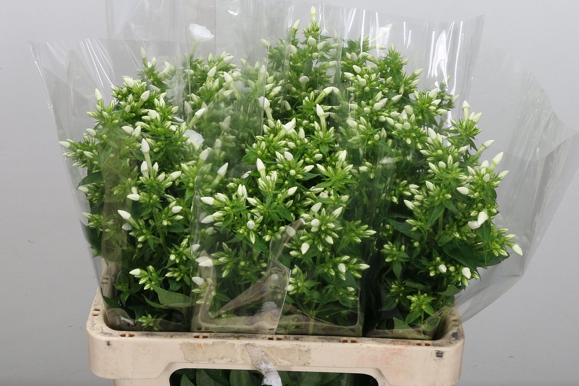 Phlox Danielle 60cm