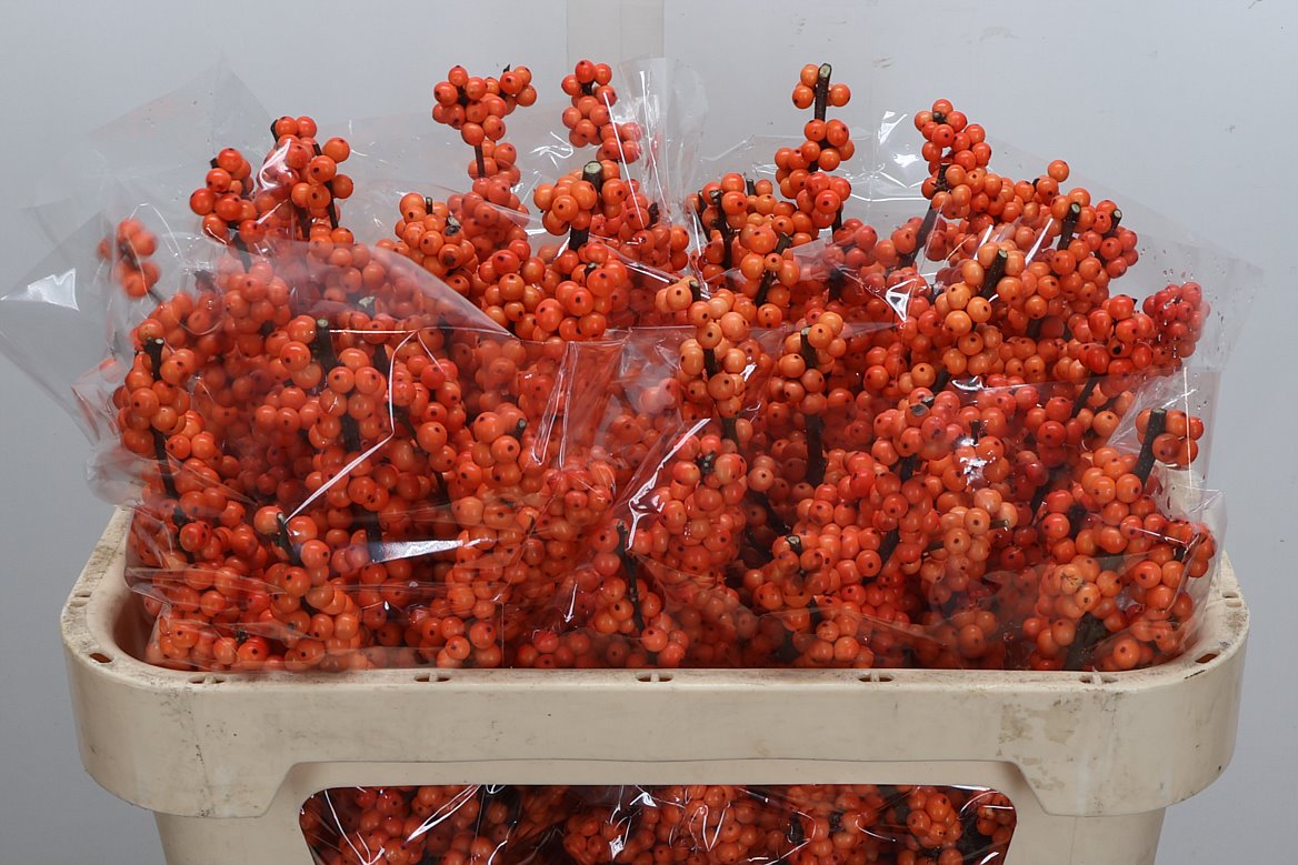 Ilex Winter Gold 70cm