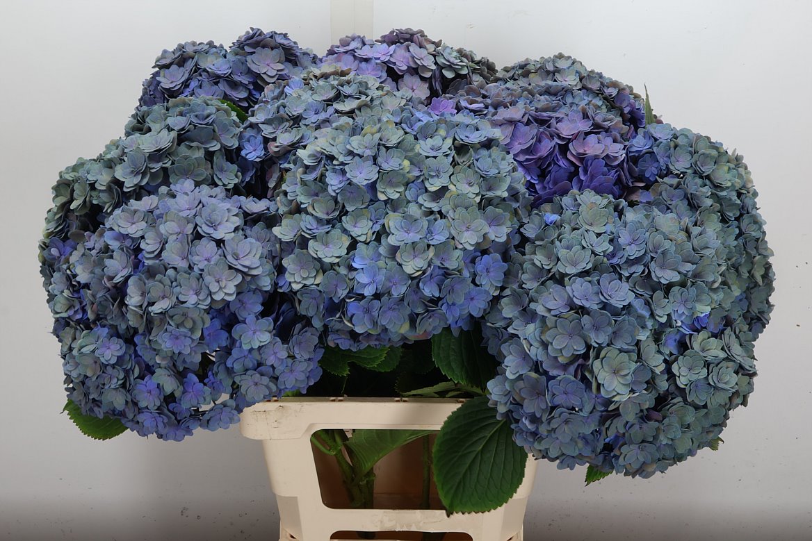 Hydrangea Royal Anastasia Classic 60cm 13-15cm Hd