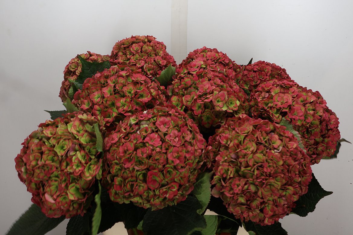 Hydrangea Royal Anastasia Classic 80cm 18-20cm Hd