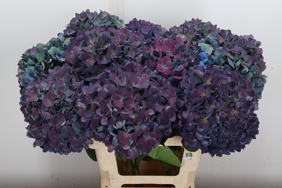 Hydrangea Pimpernel Classic 60cm 18-20cm Hd