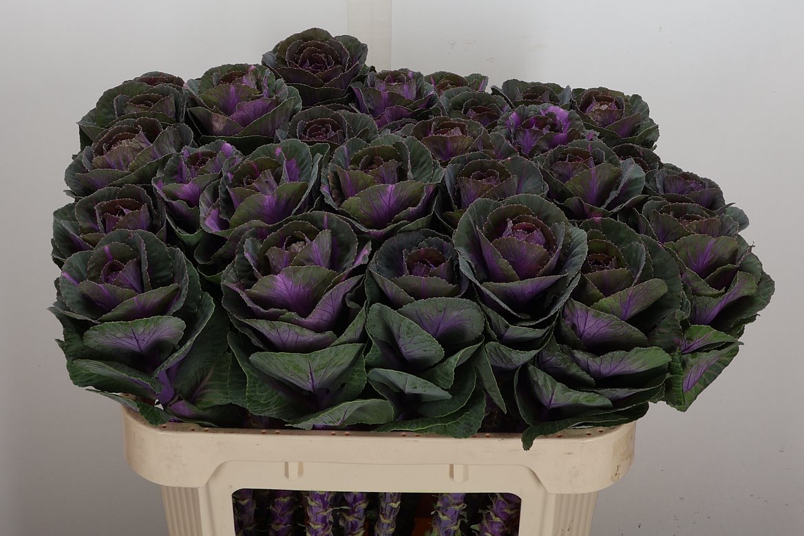 Brassica Empire Olga 70cm