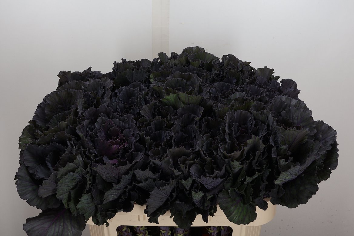 Brassica Black Leaf 70cm