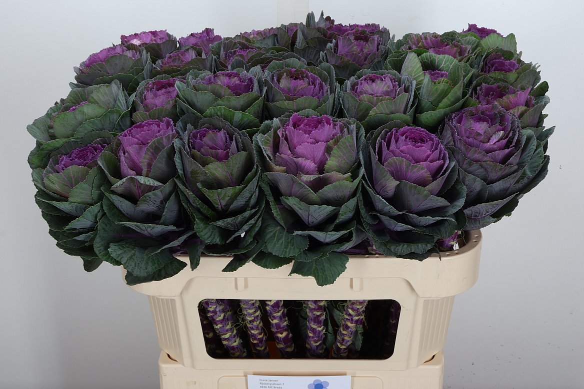 Brassica Condor Red 70cm