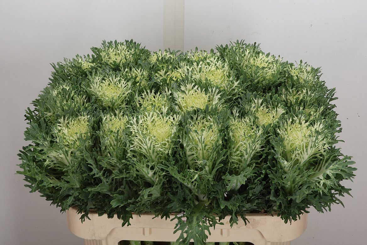 Brassica Crane Feather Snow 70cm