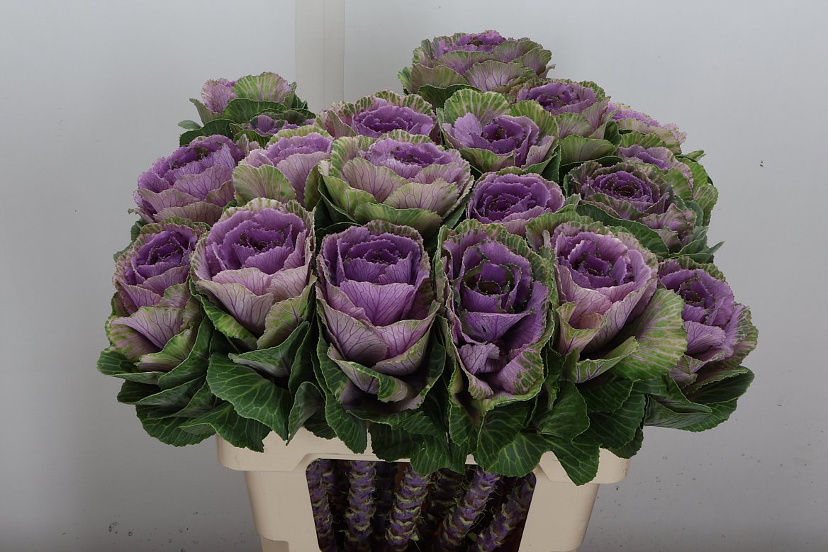 Brassica Crane Pink 60cm