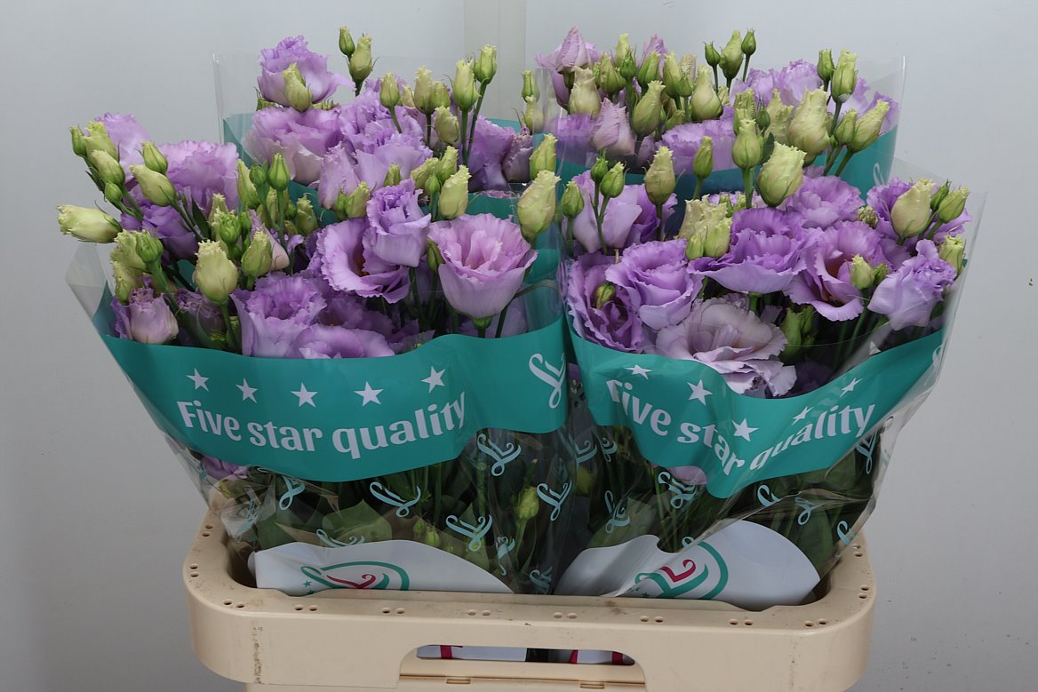 Eustoma Double Lisanne Deep Lavender 70cm