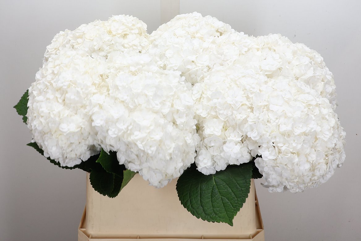 Hydrangea Royal Highness 80cm 22-24cm Hd