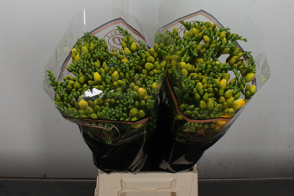 Freesia Double Soleil 55cm 20gr.