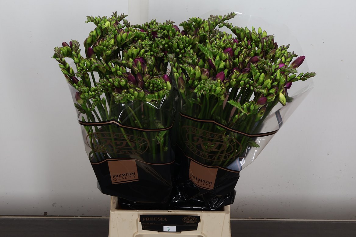 Freesia Double Cherise 55cm 20gr.