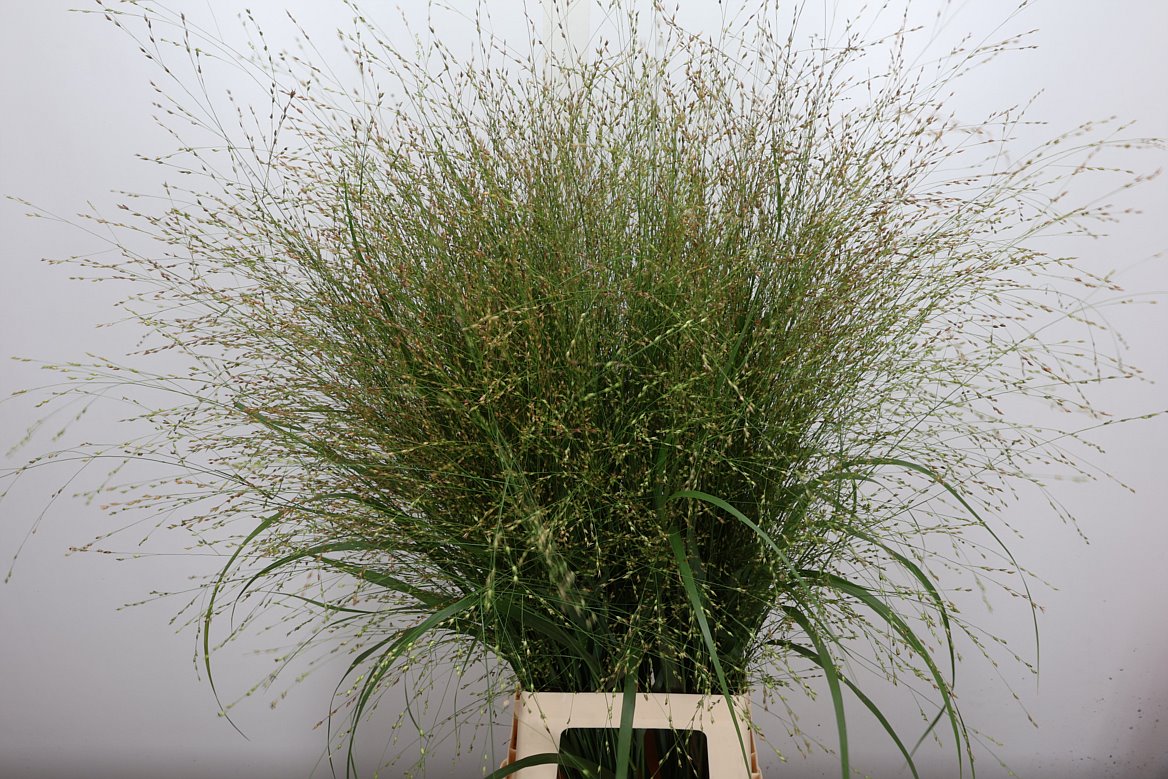 Panicum Squaw 90cm