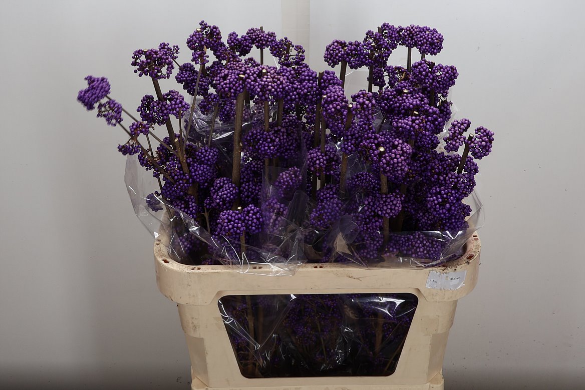 Callicarpa Bodinieri Profusion 80cm