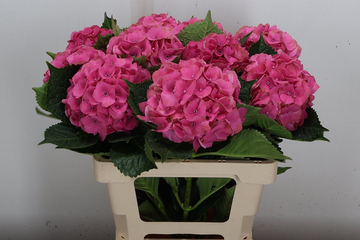 Hydrangea Royal Palace 60cm 14-16cm Hd