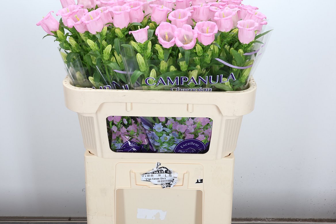 Campanula Campana Pearl Pink 70cm
