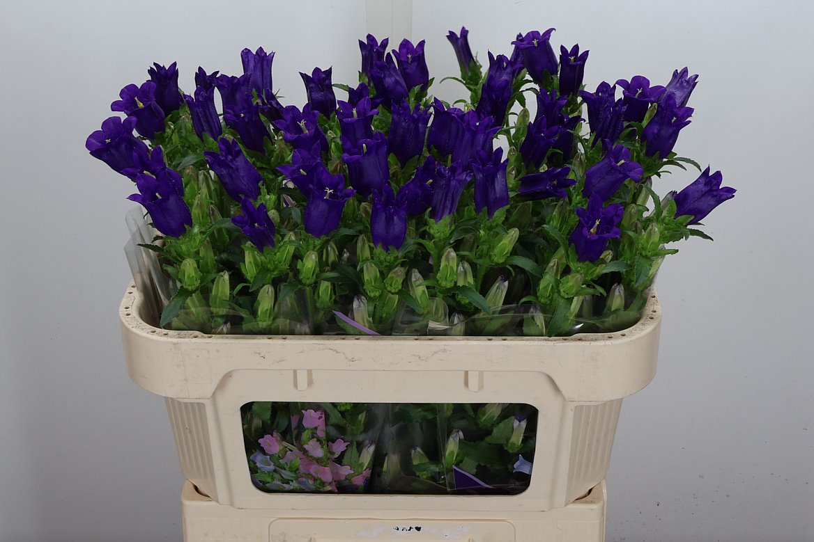 Campanula Champion Blue 70cm