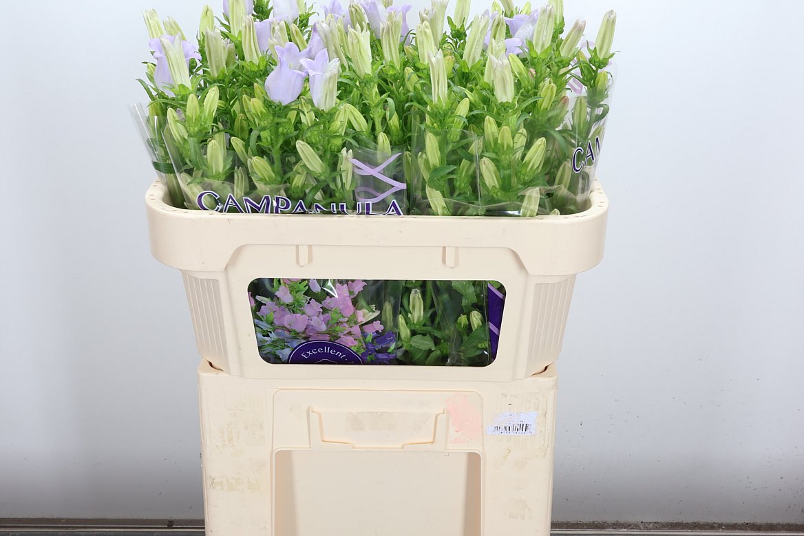 Campanula Champion Lavender 70cm